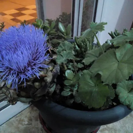 Paphos Inn Paphos